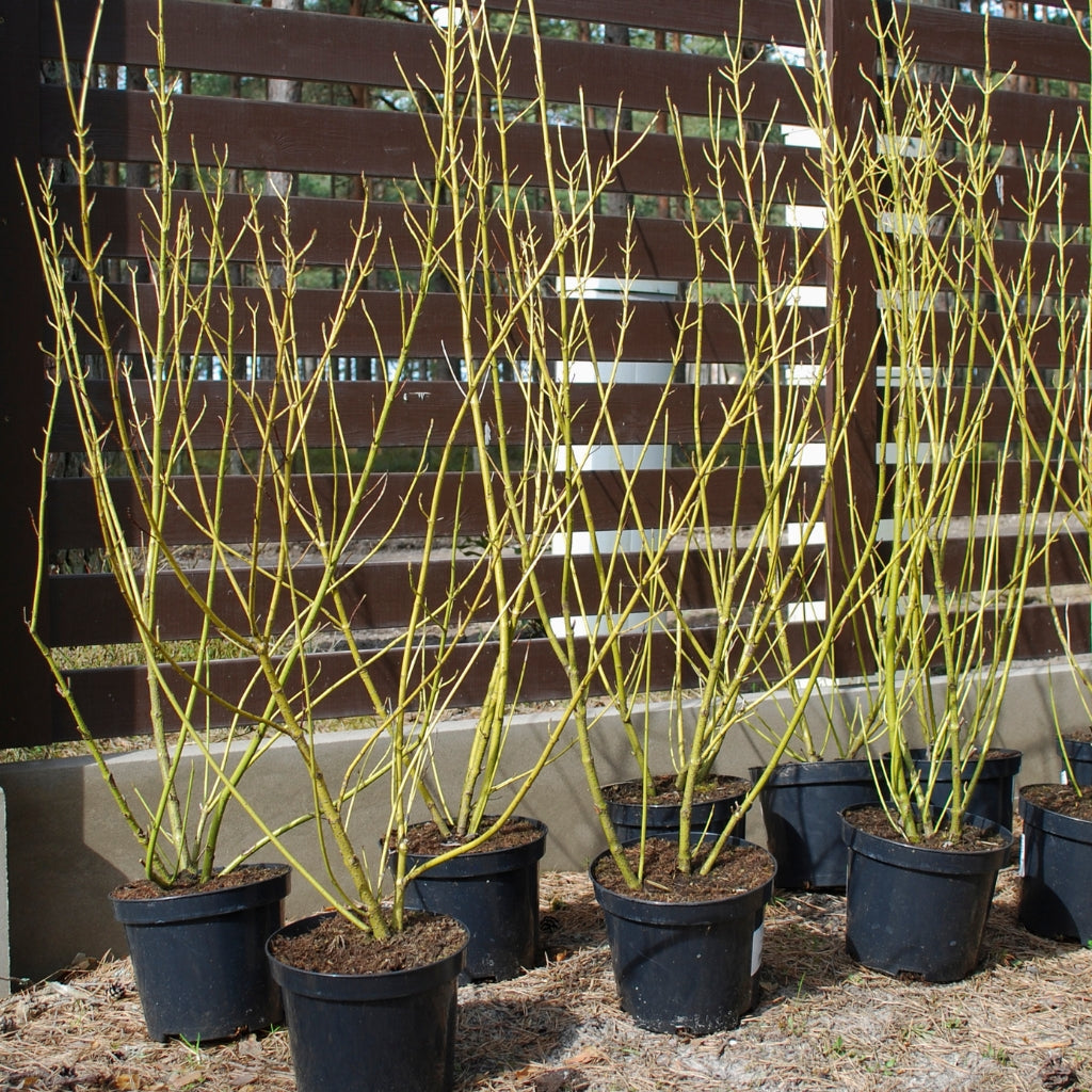 Dogwood Potted Plants