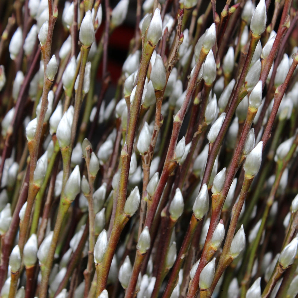 Pussy Willow