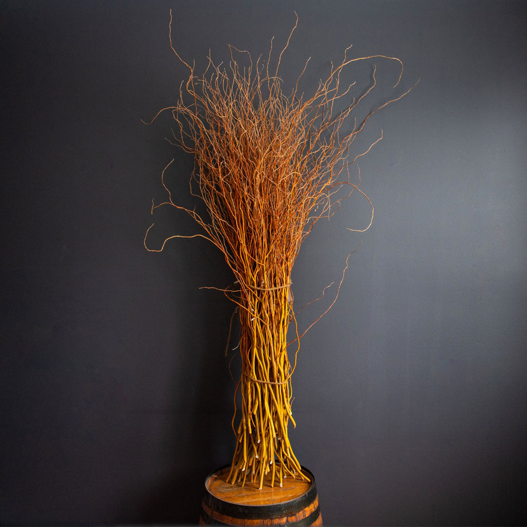 Curly Willow