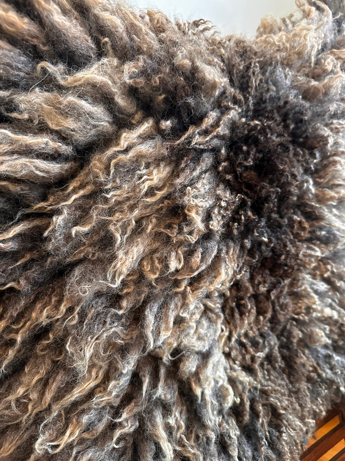 Shetland mix (Brown-M)