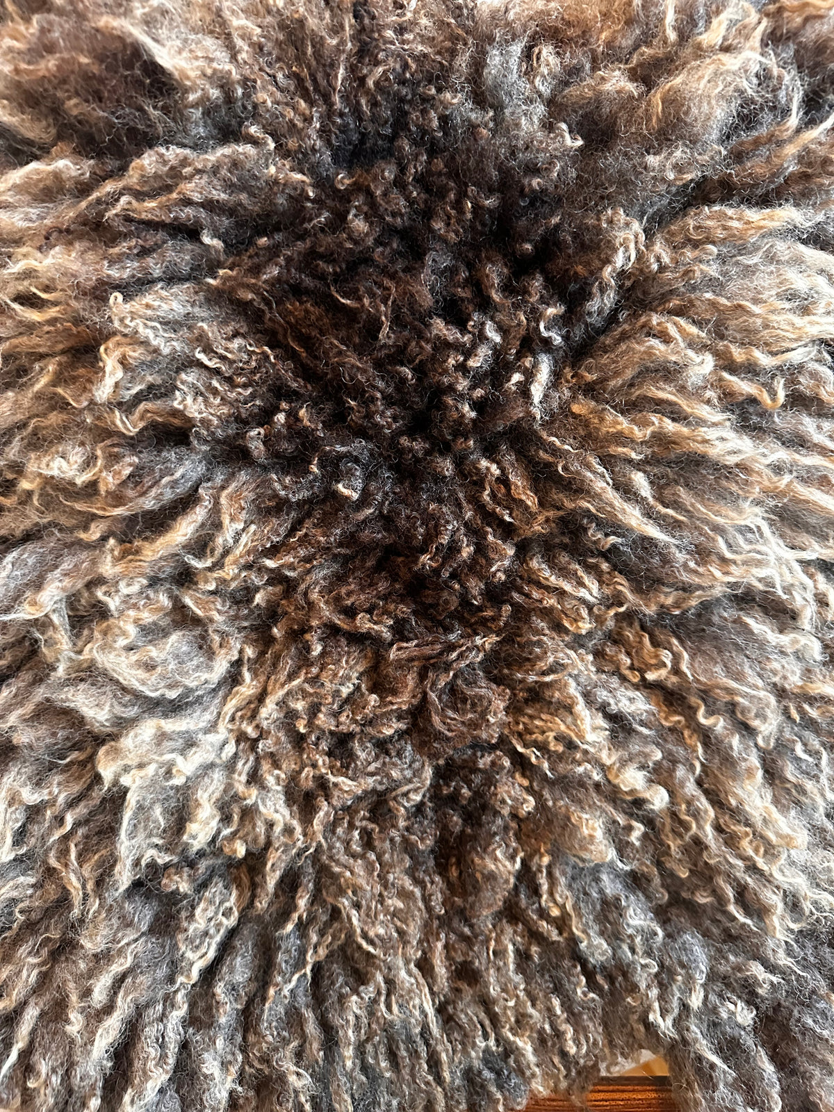 Shetland mix (Brown-M)