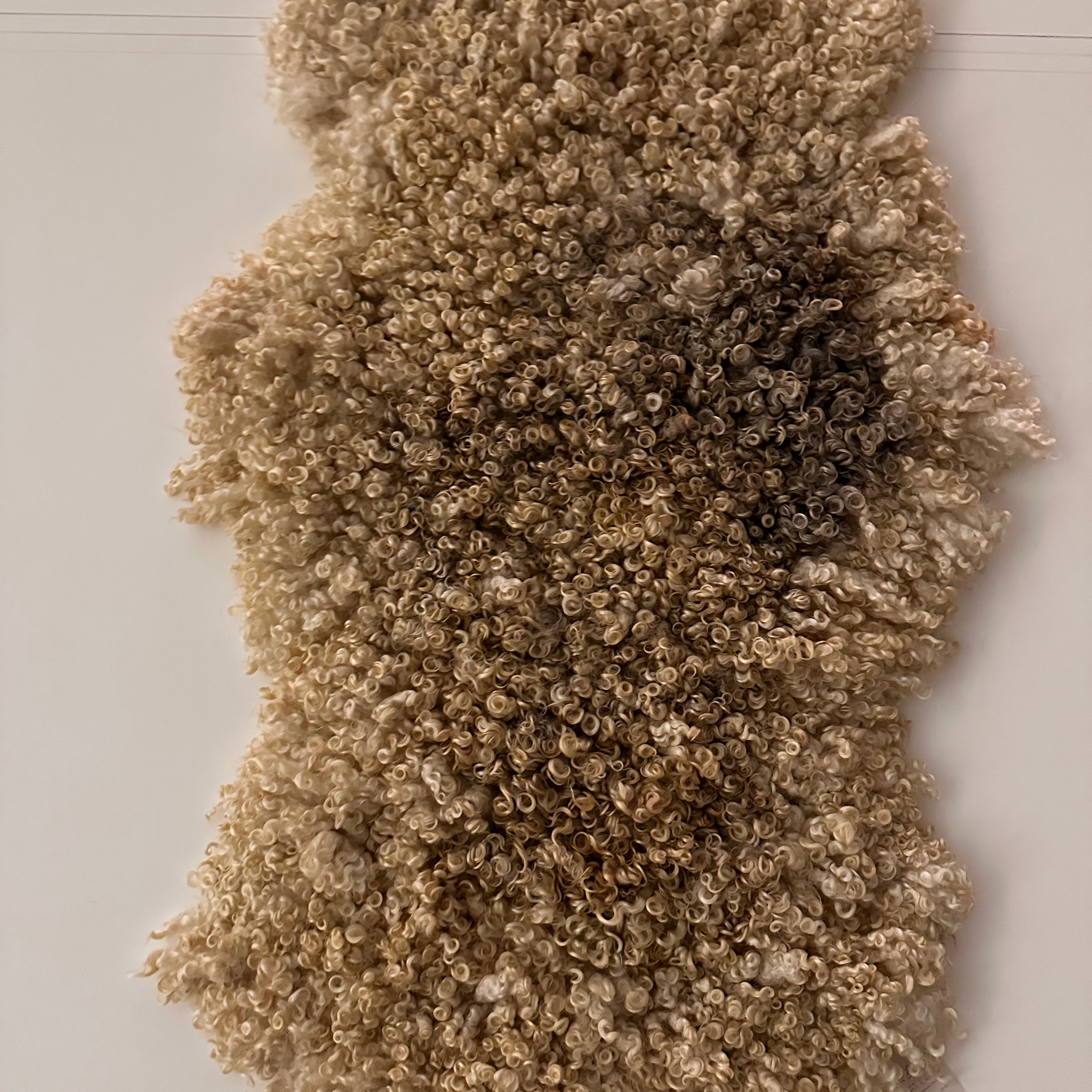 Cotswold (Crème, bouclé/dense - XL)