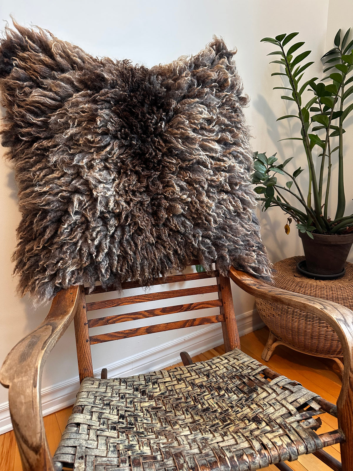 Shetland mix (Brown-M)