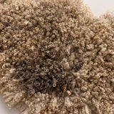 Cotswold (Cream, curly/dense-XL)