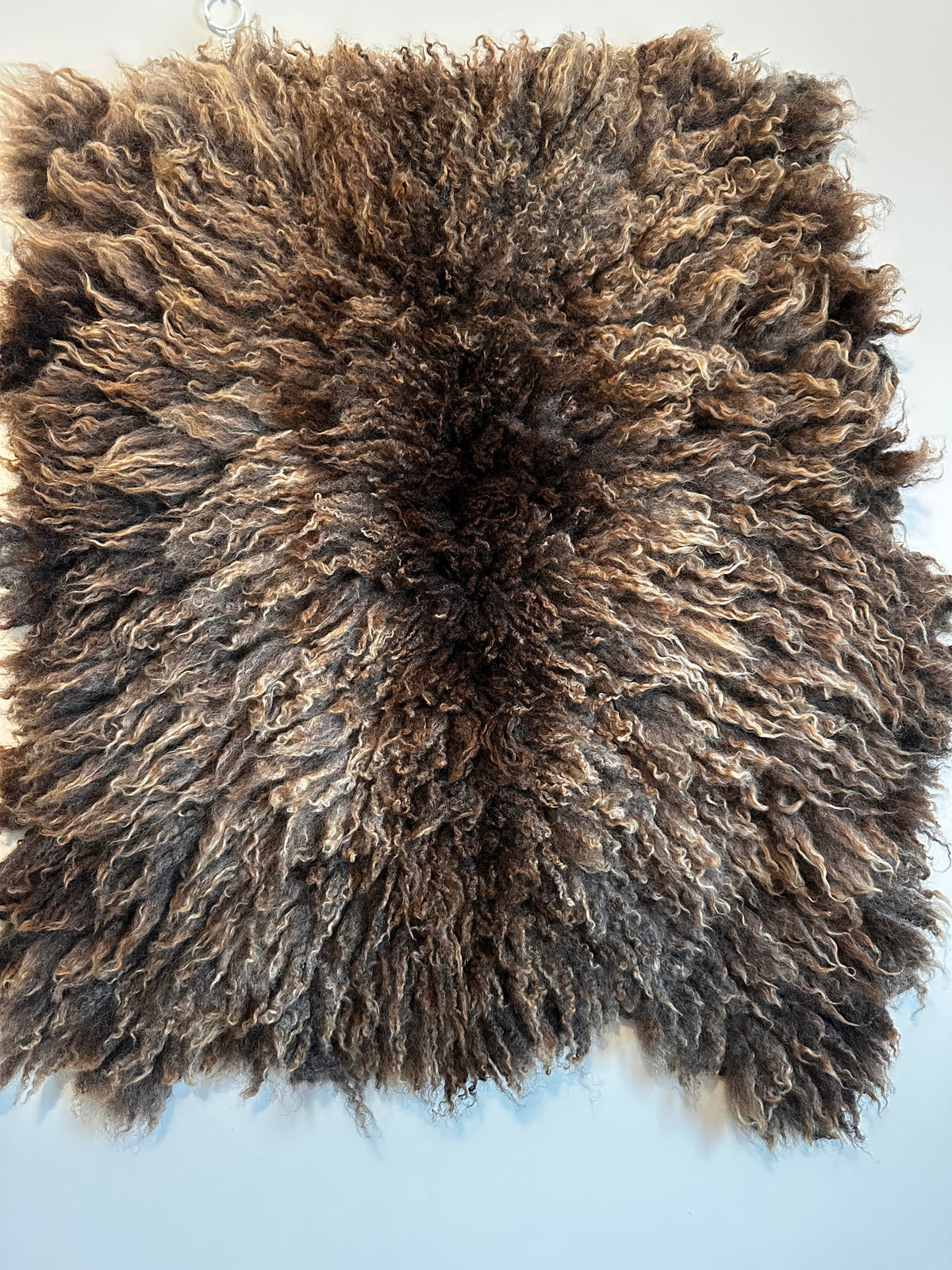 Shetland mix (Brown-M)