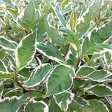 Cornus Alba 'Ivory Halo'