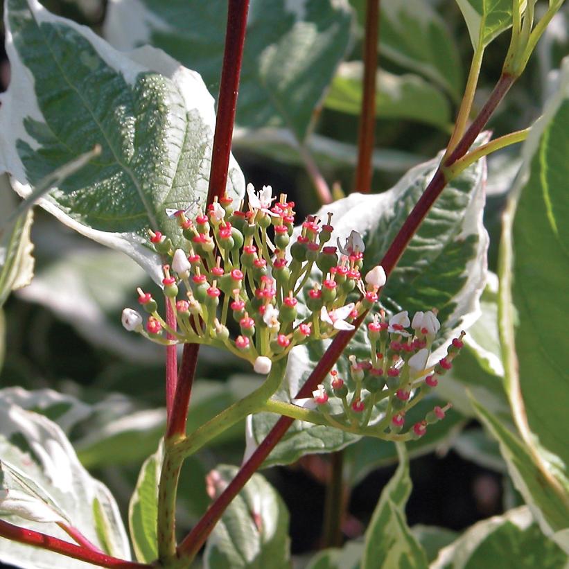 Cornus Alba &#39;Elegantissima&#39;