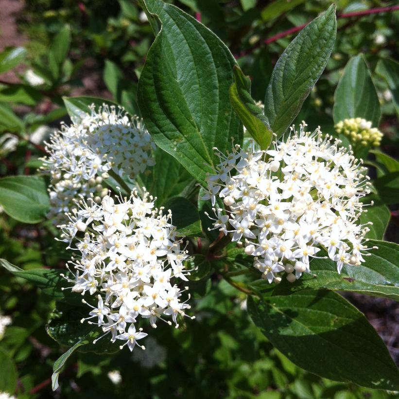 Cornus Alba &#39;Sibirica&#39;