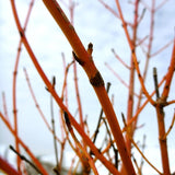 Cornus Sanguinea 'Winter Beauty'