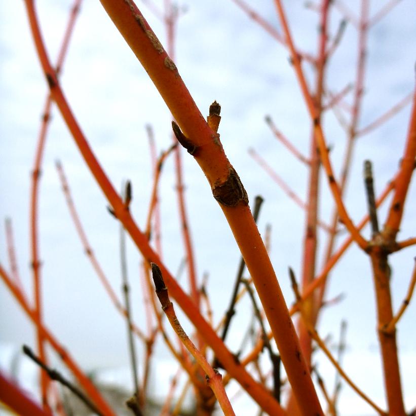 Cornus Sanguinea &#39;Winter Beauty&#39;