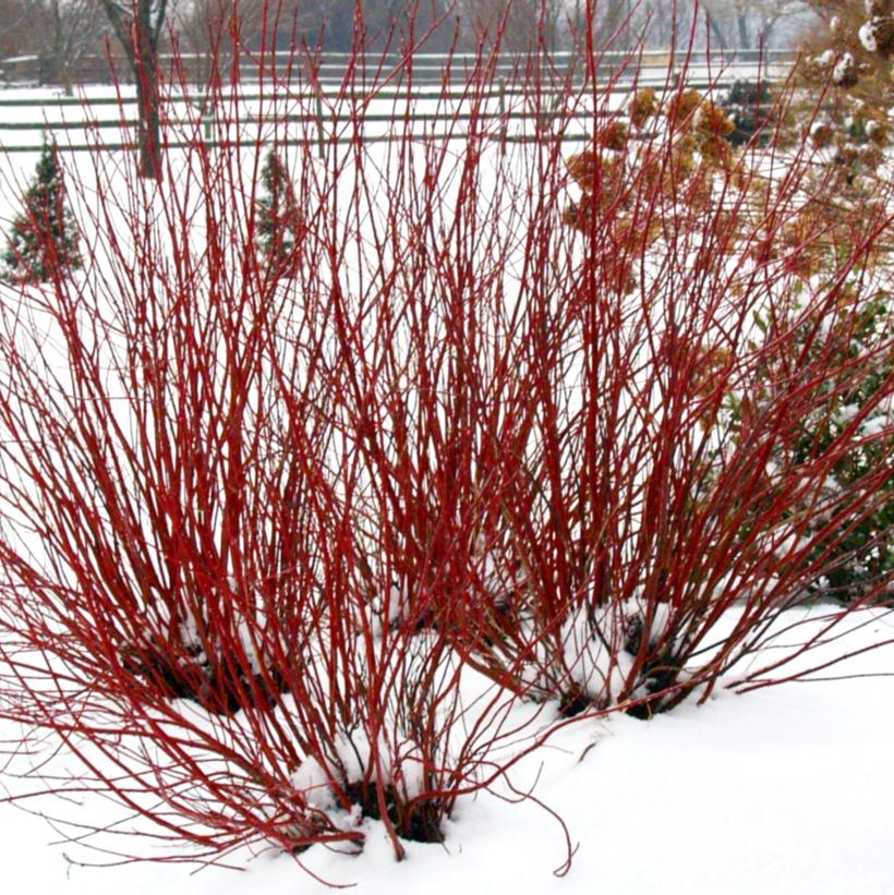 Cornus Sericea Stolonifera &#39;Arctic Fire&#39;