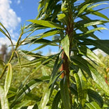 Japanese Fantail Willow (Salix udensis 'Sekka') – Dormant Decorative Branches – Bunch