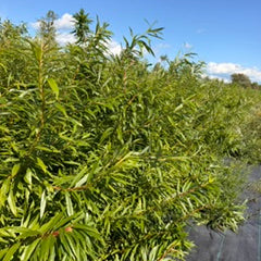Japanese Fantail Willow (Salix udensis 'Sekka') – Dormant Decorative Branches – Bunch