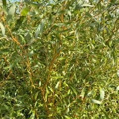 Scarlet Curls Corkscrew Willow– Decorative Branches – Bunch