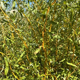 Golden Curls Corkscrew Willow – Decorative Branches- Bunch