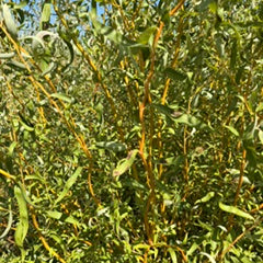 Golden Curls Corkscrew Willow – Decorative Branches- Bunch
