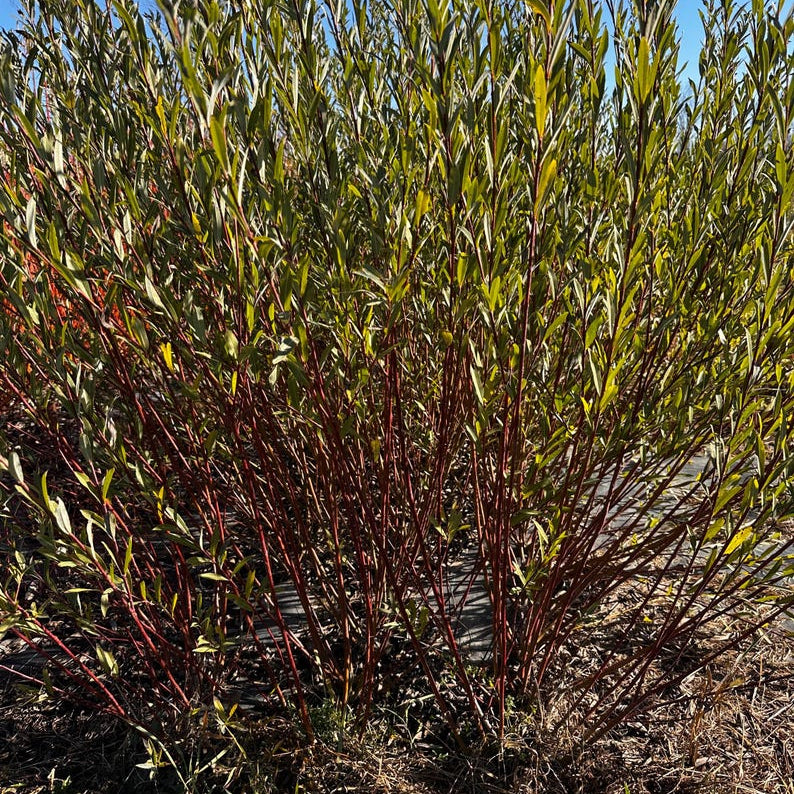 Packing Twine (Salix Purpurea) - Boutures dormantes