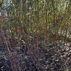 X Americana (Salix Purpurea) - Boutures dormantes