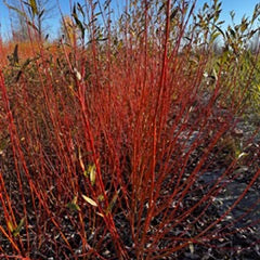 Hutchinson Yellow (Salix Fragilis)- Boutures dormantes 
