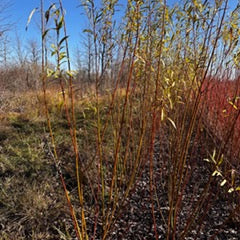 SX64 (Salix Miyabeana) - Dormant Cuttings
