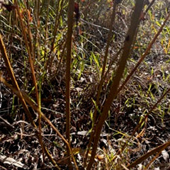 Viminalis- Common Osier (Salix Viminalis) - Dormant Cuttings