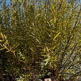 Salix Koriyanagi Rubikins - Dormant Cuttings
