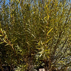 Salix Koriyanagi Rubikins - Boutures dormantes