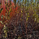 Koch Brown (Salix purpurea)-Boutures dormantes