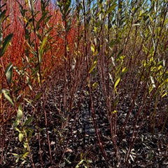Koch Brown (Salix purpurea)-Boutures dormantes