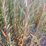 Bleu (Salix purpurea)- Dormant Cuttings