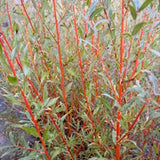 Britzensis (Salix Alba) - Dormant Cuttings