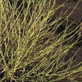 Cornus Sericea &#39;Bud&#39;s Yellow&#39;