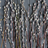 Winterglory Pussy Willow (Salix Caprea)- Bouquet