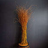 Erethroflexuosa (Salix Sepulcralis Erethroflexuosa)- Bunch-Medium