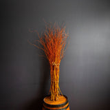 Scarcuzam (Salix x Scarcuzam) - Bouquet de branches